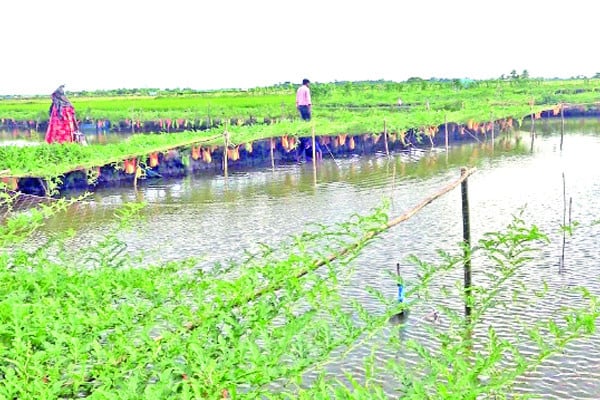 রাজা খাঁর বিলে কৃষিবিপ্লব