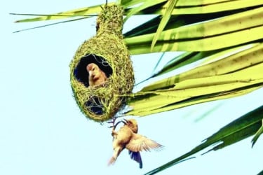 হারিয়ে যাচ্ছে বাবুই পাখির বাসা