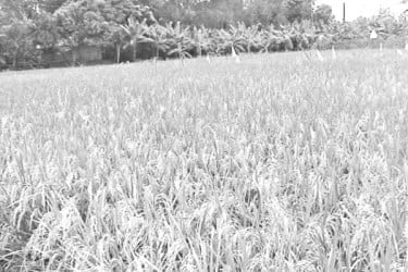 আউশের ফলনে খুশি কৃষক