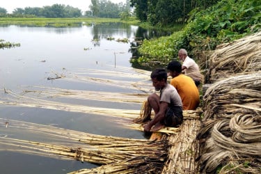 সোনালী আঁশে ফিরছে সুদিন, খুশি দিনাজপুরের কৃষকরা