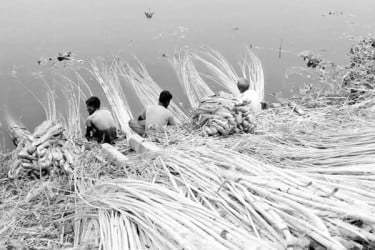সুদিন ফিরছে সোনালি আঁশের
