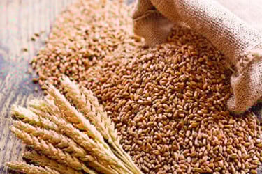 দেশে গমের আবাদ সর্বনিম্ন পর্যায়ে
