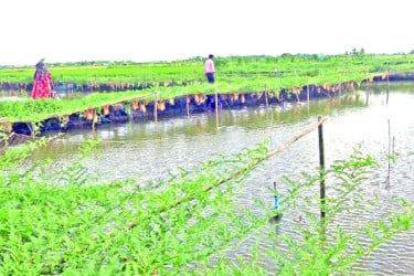 রাজা খাঁর বিলে কৃষিবিপ্লব