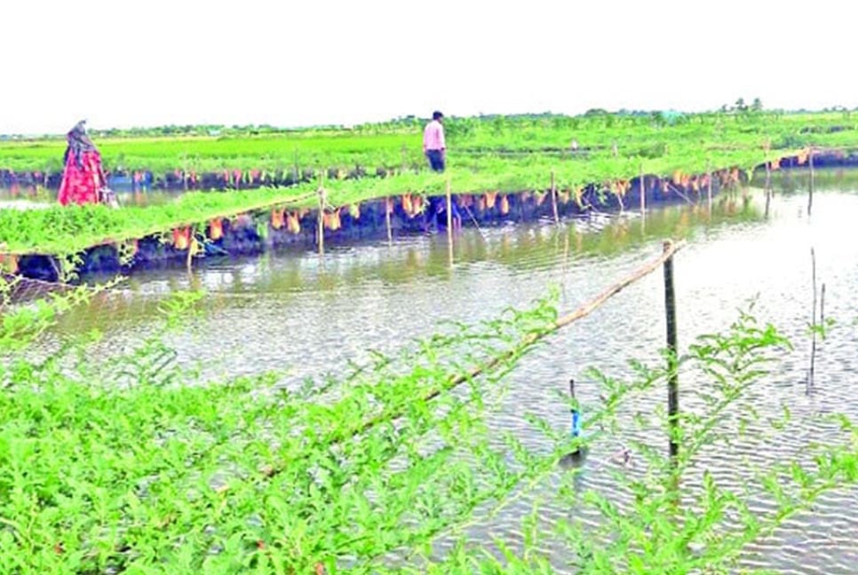 রাজা খাঁর বিলে কৃষিবিপ্লব