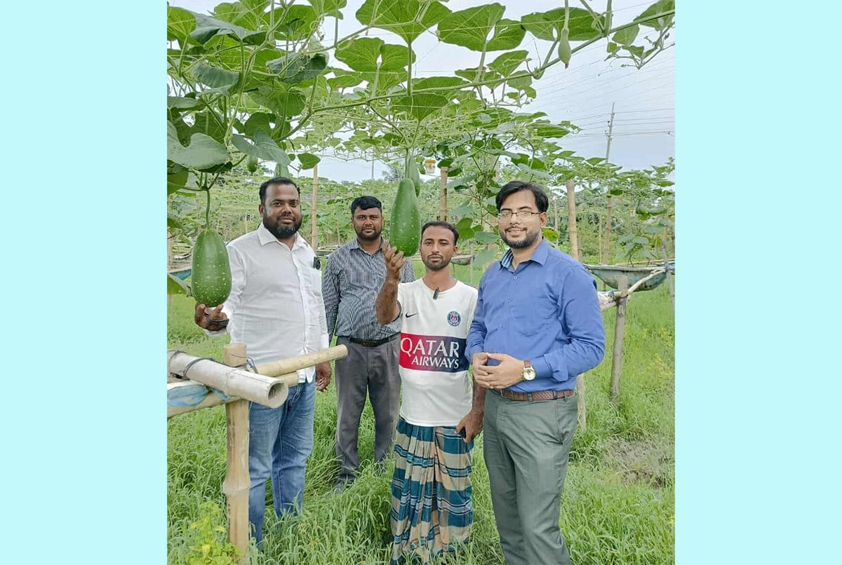 নবীনগরে ডালি পদ্ধতিতে সবজি আবাদ