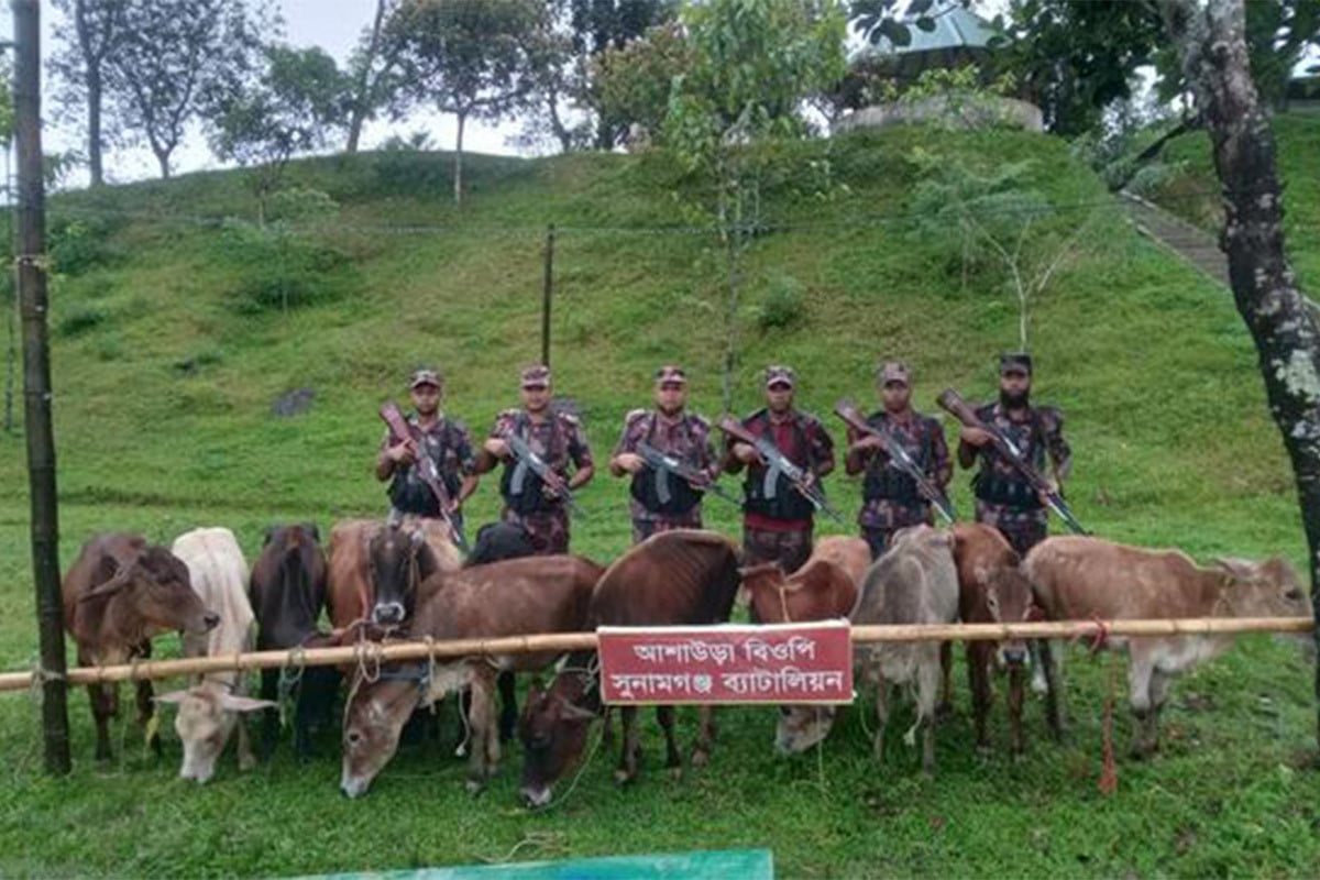 সুনামগঞ্জ সীমান্তে ১২ ভারতীয় গরু আটক
