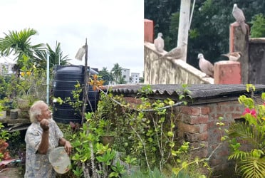 দশ বছর ধরে ছাদে পাখিদের আপ্যায়ন