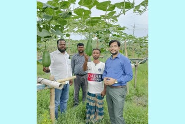 নবীনগরে ডালি পদ্ধতিতে সবজি আবাদ