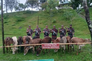 সুনামগঞ্জ সীমান্তে ১২ ভারতীয় গরু আটক