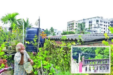 বাড়ির ছাদে পাখির আপ্যায়ন