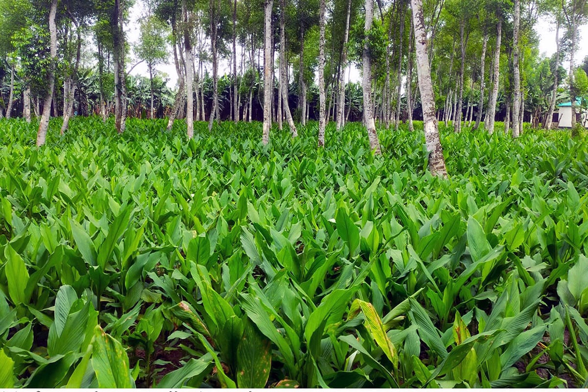 টাঙ্গাইলের পাহাড়ি অঞ্চলে বাড়ছে হলুদের আবাদ, স্বপ্ন দেখছে কৃষক