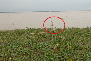 সিরাজগঞ্জে বাড়ছে যমুনার পানি