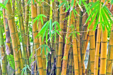 বাঁশ এখন বাণিজ্যিক চাষের উদ্ভিদ