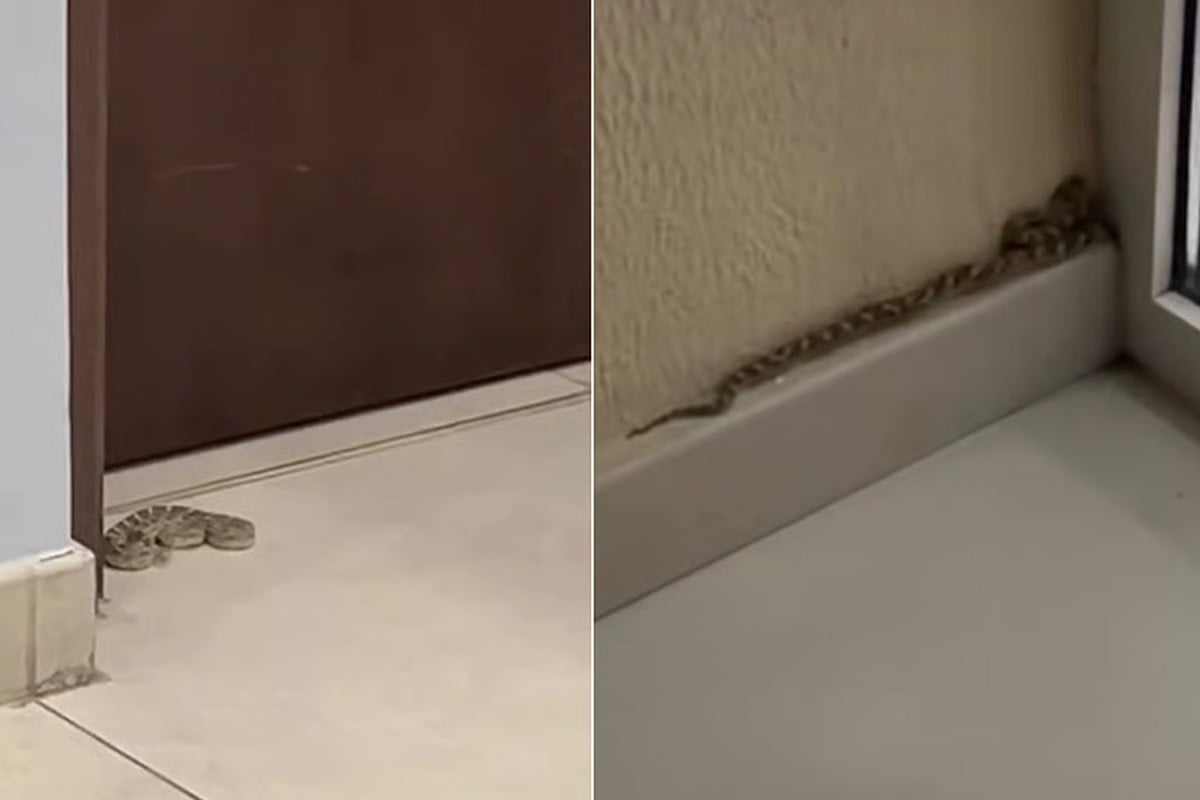 দুবাইয়ে আবাসিক এলাকায় সাপ আতঙ্ক