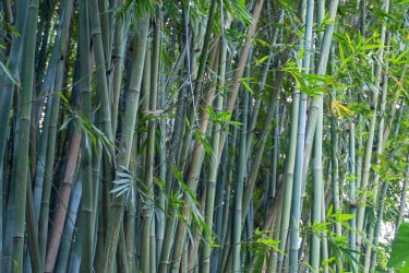 বিশ্ব বাঁশ দিবস আজ