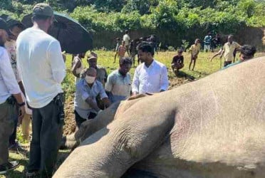 উখিয়ায় বন্যহাতির রহস্যজনক মৃত্যু