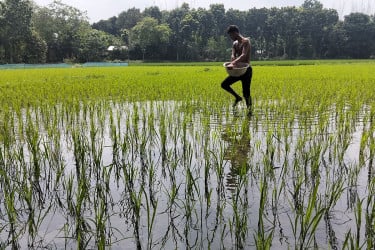 সার সংকটে ঝিনাইদহের কৃষক, উৎপাদন খরচ বাড়ার শঙ্কা