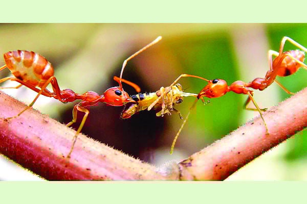 ছোট্ট দুনিয়ার বিশাল শক্তি