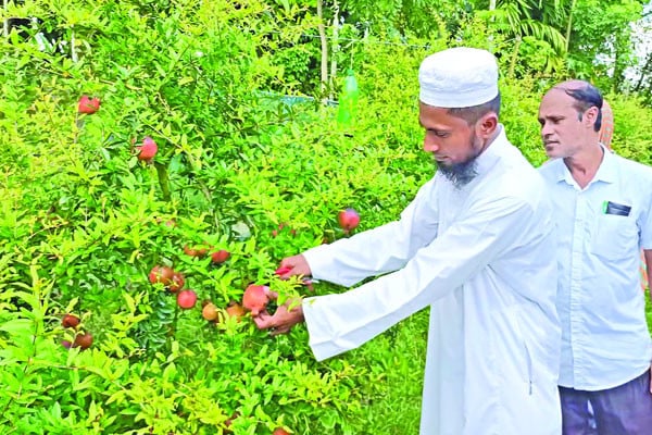 বেদানা চাষে বাজিমাত