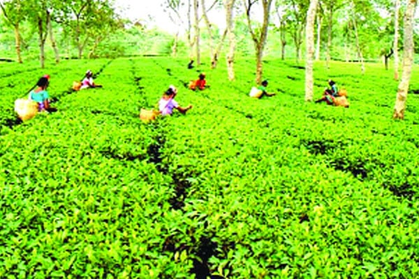 চা উৎপাদনে চমক