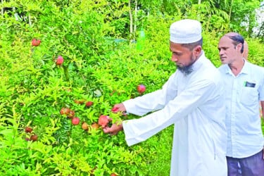 বেদানা চাষে বাজিমাত