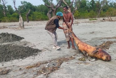 কুয়াকাটা সৈকতে ভেসে এলো মৃত ডলফিন