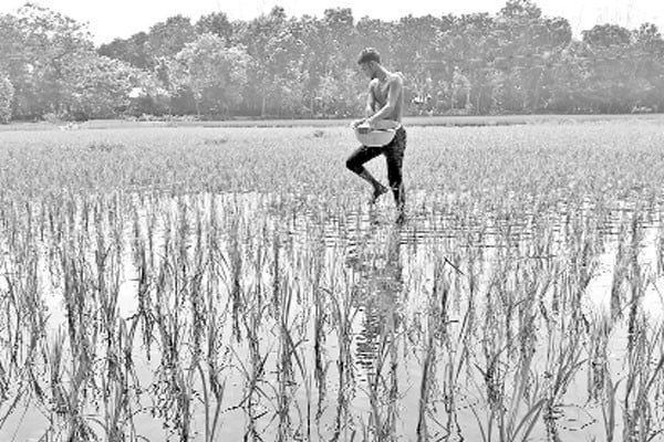 সারের কৃত্রিম সংকট