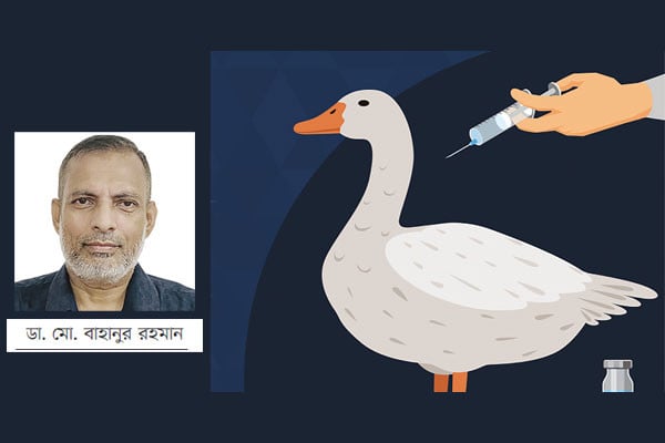 হাঁসের প্লেগ রোগ প্রতিরোধে নতুন ভ্যাকসিন