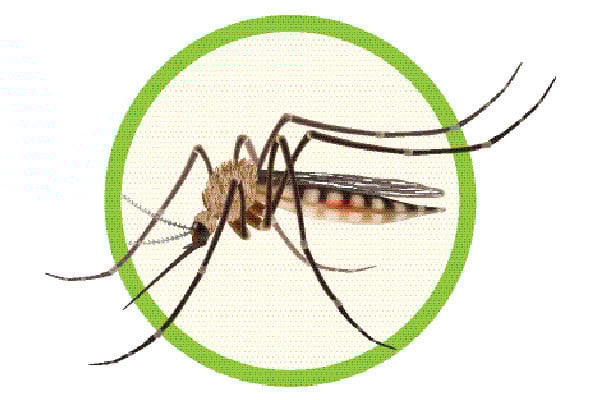 ডেঙ্গুতে এক দিনে ১২ জনের মৃত্যু