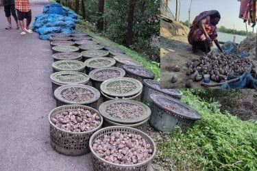 শামুক সংগ্রহ নিষিদ্ধ, লঙ্ঘনকারীদের বিরুদ্ধে কঠোর ব্যবস্থা