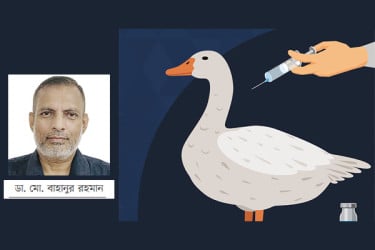 হাঁসের প্লেগ রোগ প্রতিরোধে নতুন ভ্যাকসিন