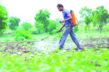 পেস্টিসাইডের বিষে নীল হচ্ছে দেশ