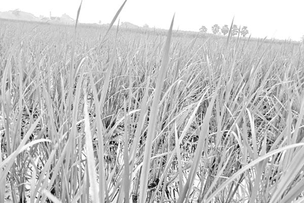 আমনে পোকার আক্রমণ দিশাহারা কৃষক