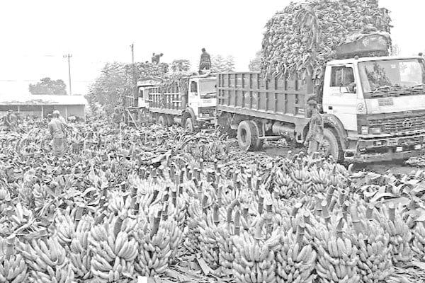 জমজমাট কলার হাট