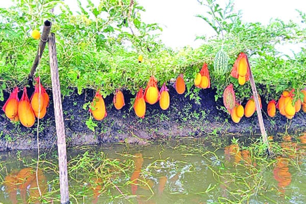 মাচায় ঝুলছে বাহারি তরমুজ