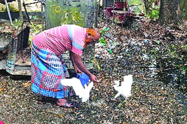 পুলিশ ফাঁড়িতে বকের নিরাপদ আবাস