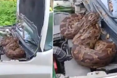 ভারতে বিজেপি নেতার গাড়ির বনেটে মস্ত অজগর!