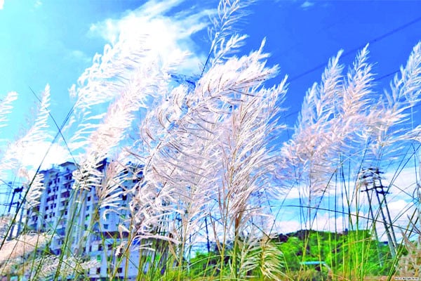 শরতের শুভ্রতা ছড়াচ্ছে কাশফুল