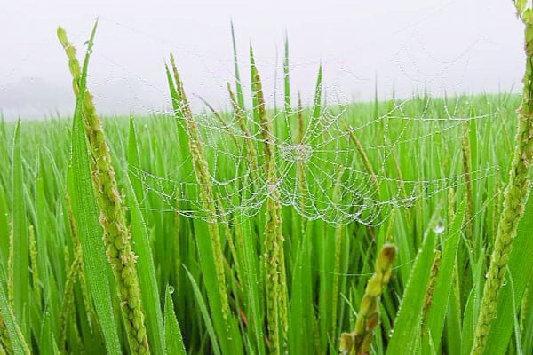 লালমনিরহাটে শীতের আগমনি বার্তা