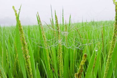 লালমনিরহাটে শীতের আগমনি বার্তা