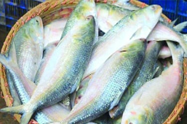 কলকাতার বাজারে ‘ফ্লপ শো’ পদ্মার ইলিশ