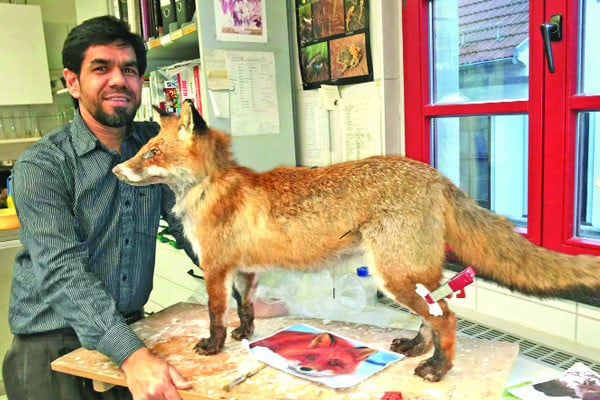 মৃত প্রাণী সংরক্ষণে ট্যাক্সিডার্মি