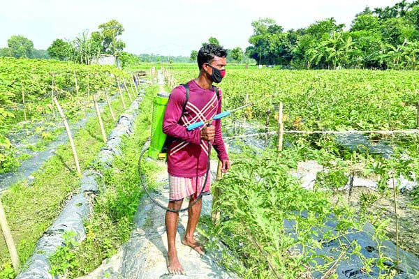 বর্ষাকালীন তরমুজ চাষে কলেজ শিক্ষার্থীর সাফল্য