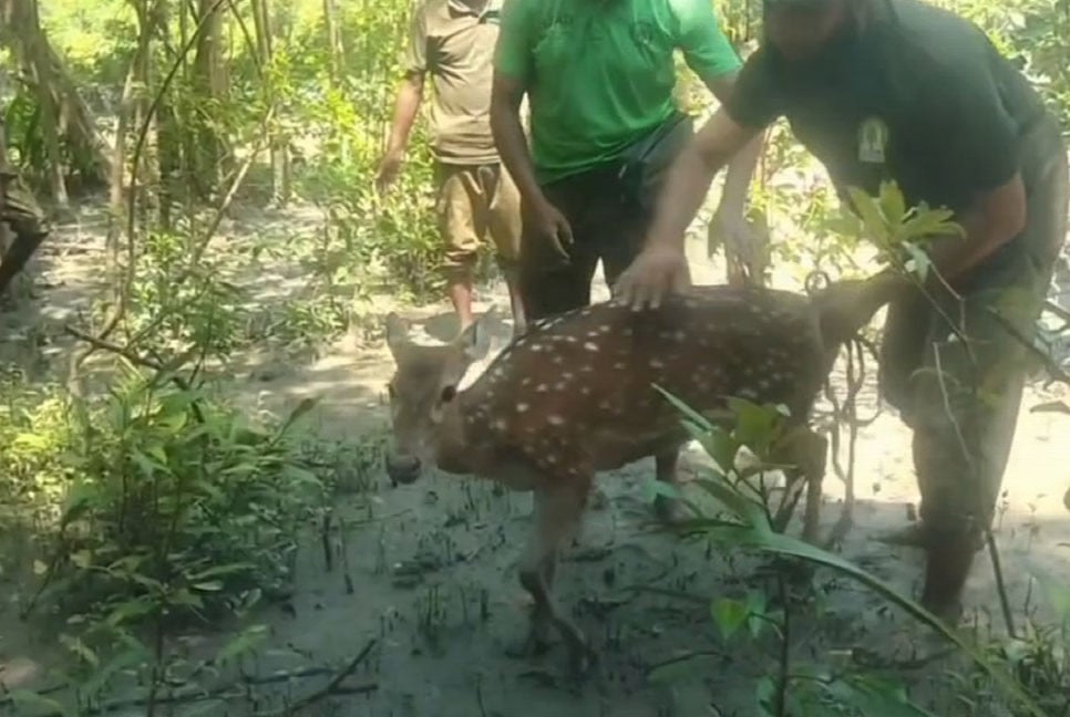 বাঘের তাড়ায় নদী পাড়ি দিয়ে লোকালয়ে দুই হরিণ