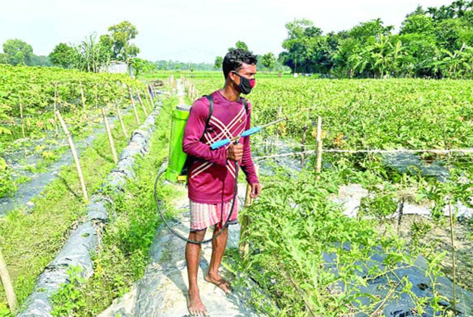 বর্ষাকালীন তরমুজ চাষে কলেজ শিক্ষার্থীর সাফল্য