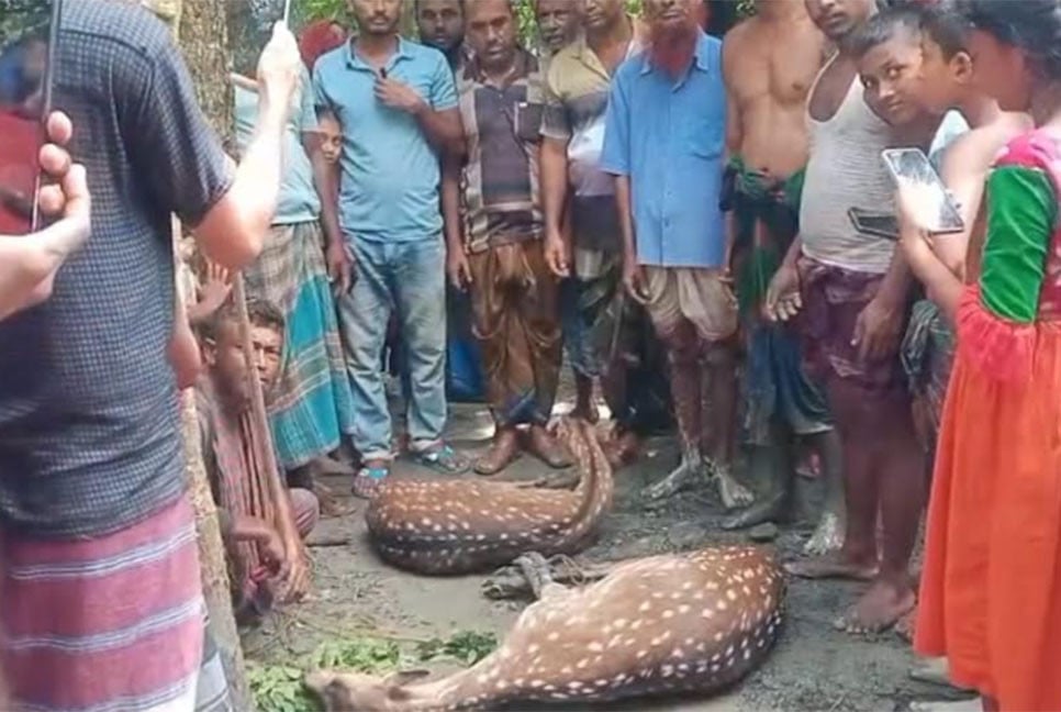 বাঘের তাড়া খেয়ে লোকালয়ে দুই হরিণ