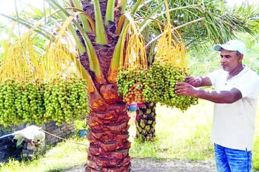 মরুর খেজুর চাষে বাজিমাত