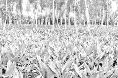 সাথি ফসল হলুদ আবাদে ঝুঁকছে কৃষক