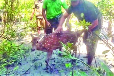 বাঘের তাড়া খেয়ে সুন্দরবনের হরিণ লোকালয়ে