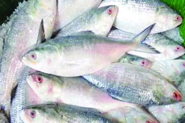 ইলিশের আকার অনুযায়ী দাম নির্ধারণের সুপারিশ ট্যারিফ কমিশনের